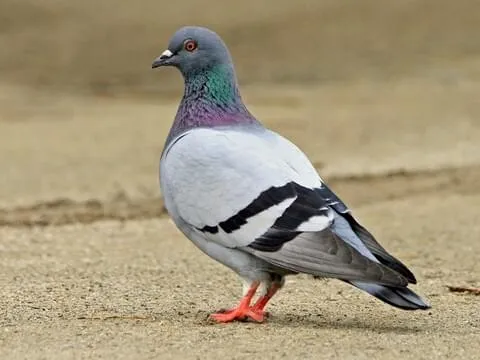 Pigeon in Makkah and Madinah as Saudi Arabia imposes fine for feeding birds near holy sites