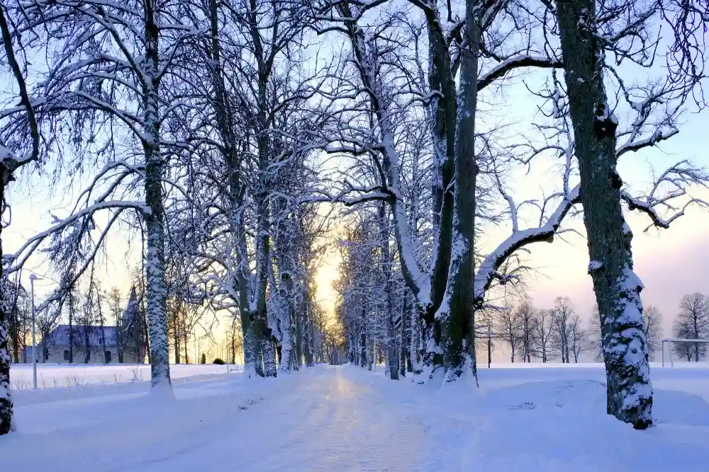 Snow covered winter road surrounded by tall trees during sunrise, representing Murree Winter Safety