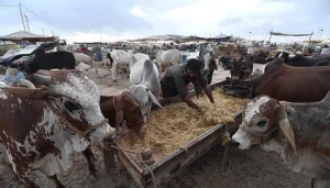 Cattle market preparations ahead of Eid ul Adha holidays in Pakistan