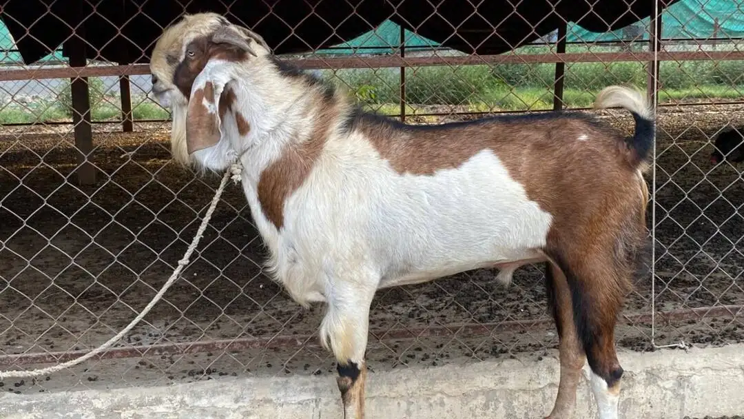 Sacrificial goat tied at cattle market in Karachi during Goat Theft Karachi incident
