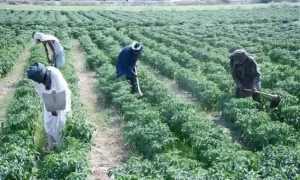 Farmers working in agricultural fields in Pakistan highlighting concerns over the Agriculture Budget and farming costs
