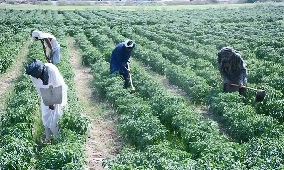 Farmers working in agricultural fields in Pakistan highlighting concerns over the Agriculture Budget and farming costs