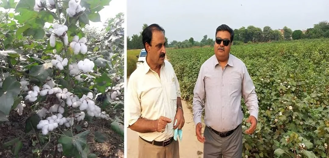 Cotton Research Reviewed at Multan Institute