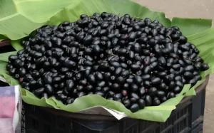 Fresh Jamun Fruit displayed for sale in South Punjab highlighting seasonal harvest and market potential