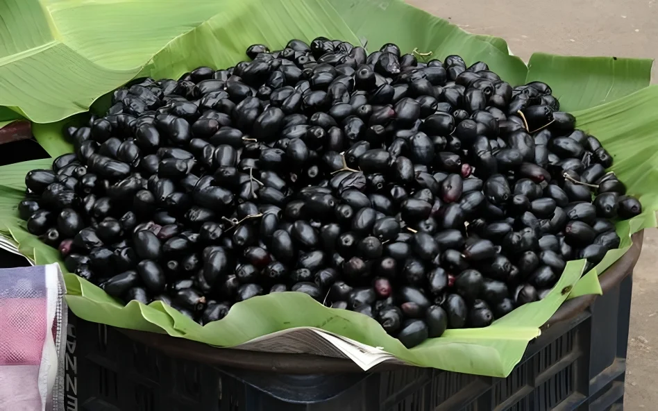 Jamun Fruit Waste in South Punjab