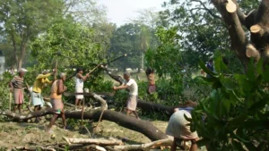 Workers cutting down mango orchard trees in Multan as rapid urban development threatens gardeners’ livelihoods and green cover.