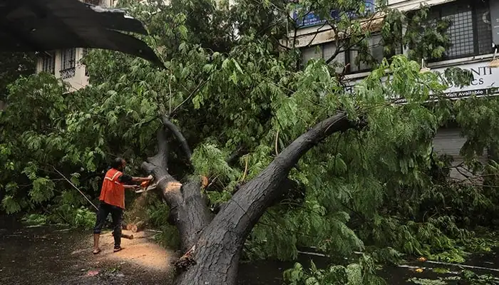 A worker clears a fallen tree after heavy rainfall during the Mumbai collapse emergency caused by severe monsoon weather.