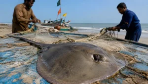 Stingray caught in fishing nets along the Karachi coast during stingray hunting